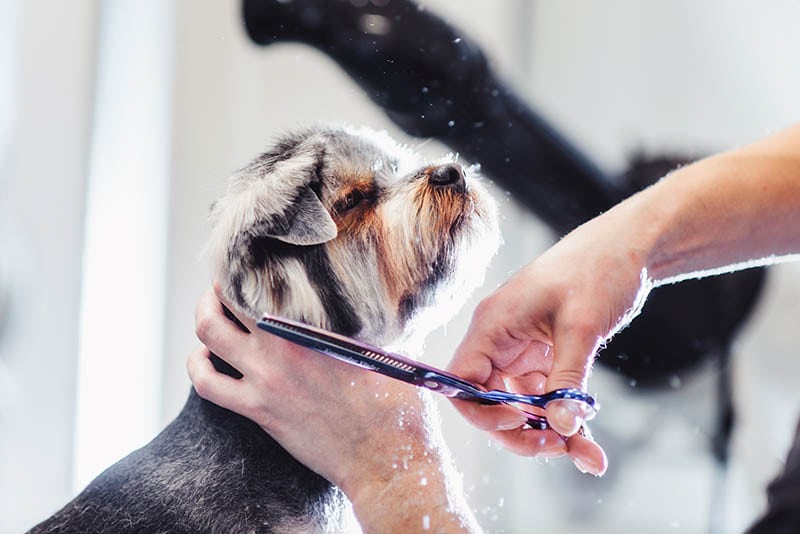What Is the Cost of Dog Grooming in the UK? (Updated in 2026)