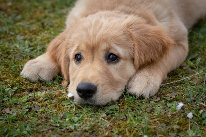 Social Anxiety in Dogs: Vet-Verified Causes & Care Guide