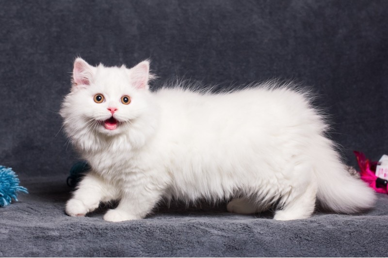 11 Incredible White Cat Facts You'll Be Surprised to Learn
