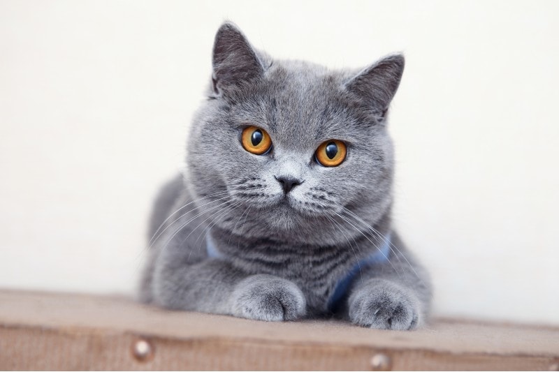 12 Incredible British Shorthair Cat Facts You Didn't Know