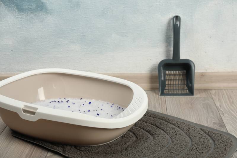 20 Essential Cat Litter Box Accessories to Get You Started