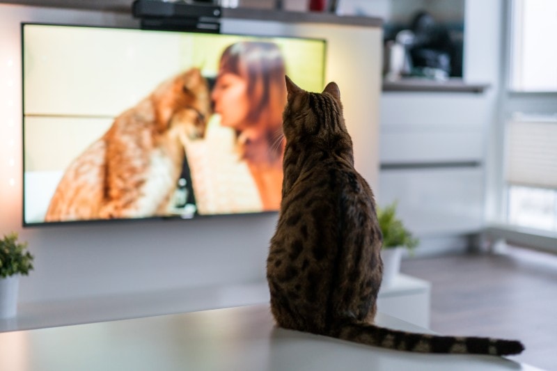 Is TV Bad for Cats? Vet-Approved Facts