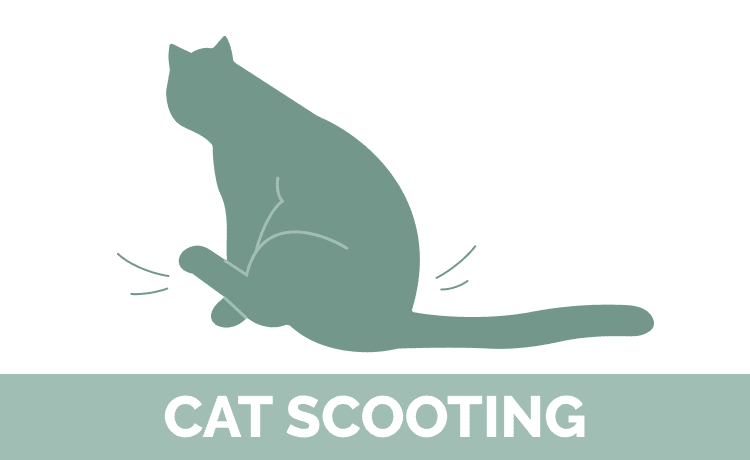 Why Is My Cat Scooting? 4 Vet-Approved Reasons & What to Do
