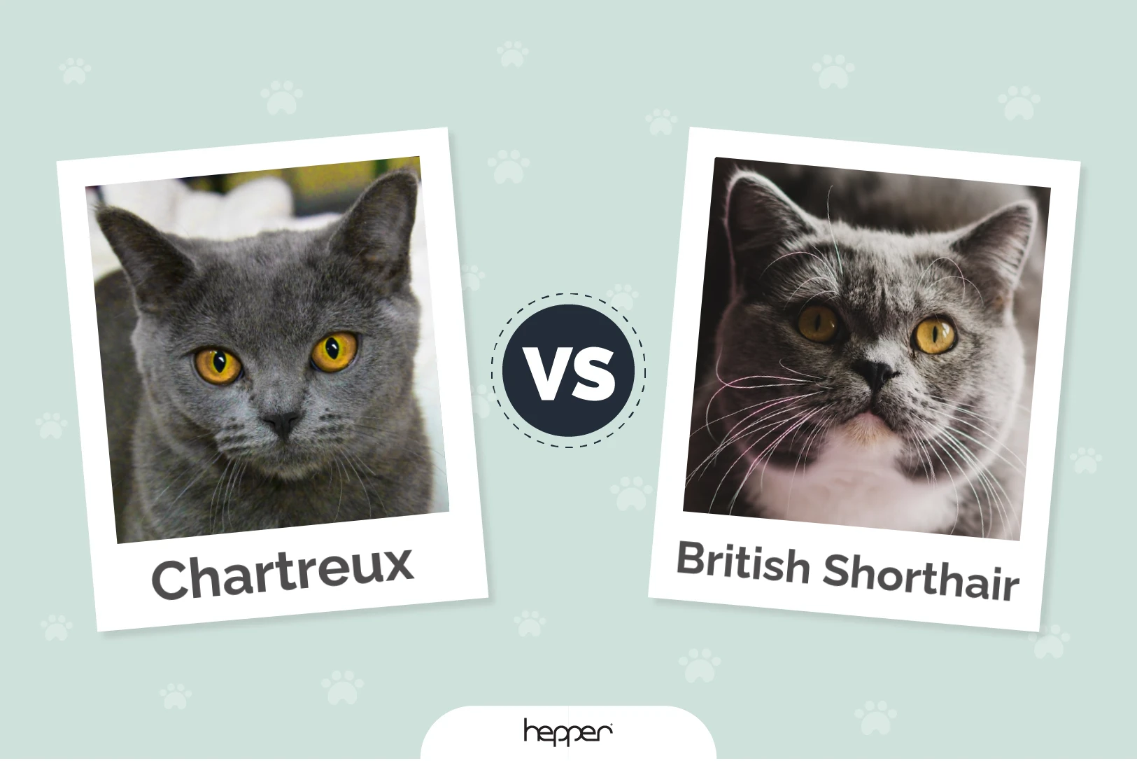 Chartreux vs British Shorthair: Main Differences (With Pictures)
