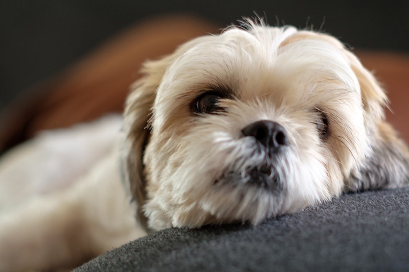 Why Do Shih Tzus Lick Their Paws? 7 Vet-Verified Reasons
