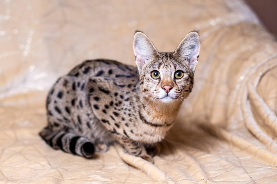 11 Surprising Savannah Cat Facts