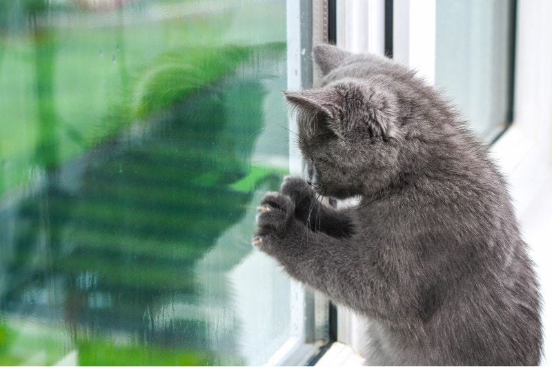 8 Reasons Why Your Cat Is Scratching at the Window (Cat Behavior Explained)
