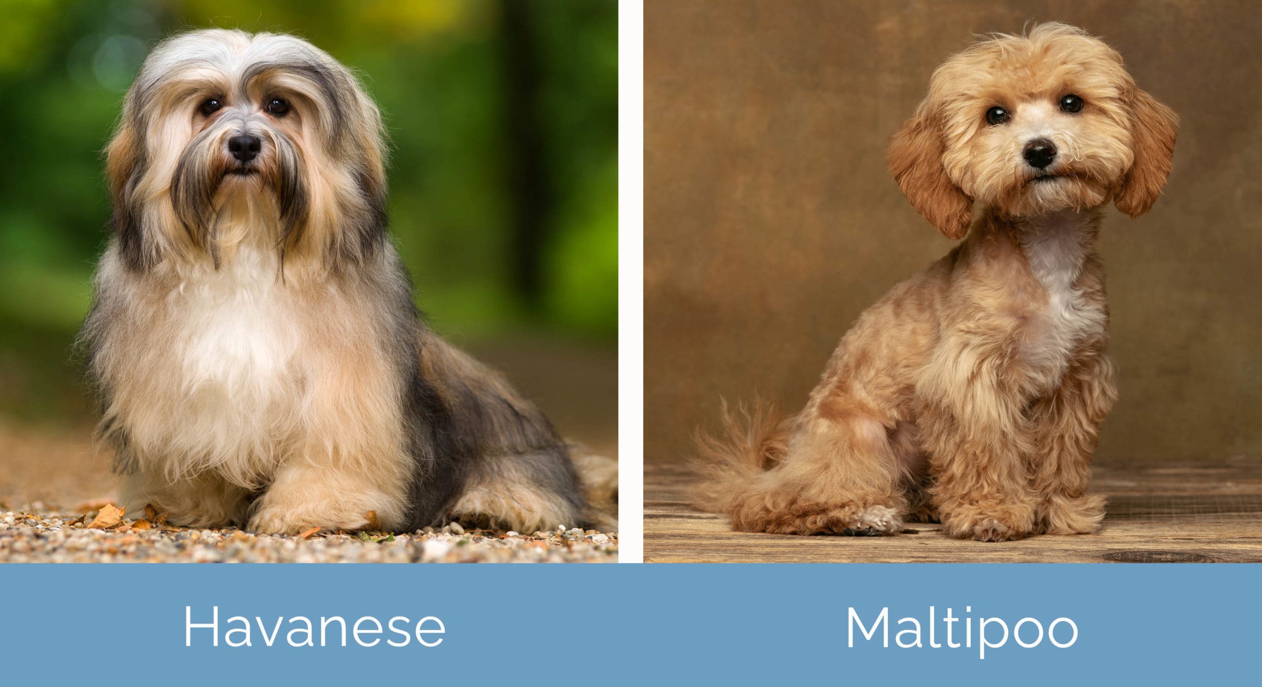 Havanese vs Maltipoo side by side