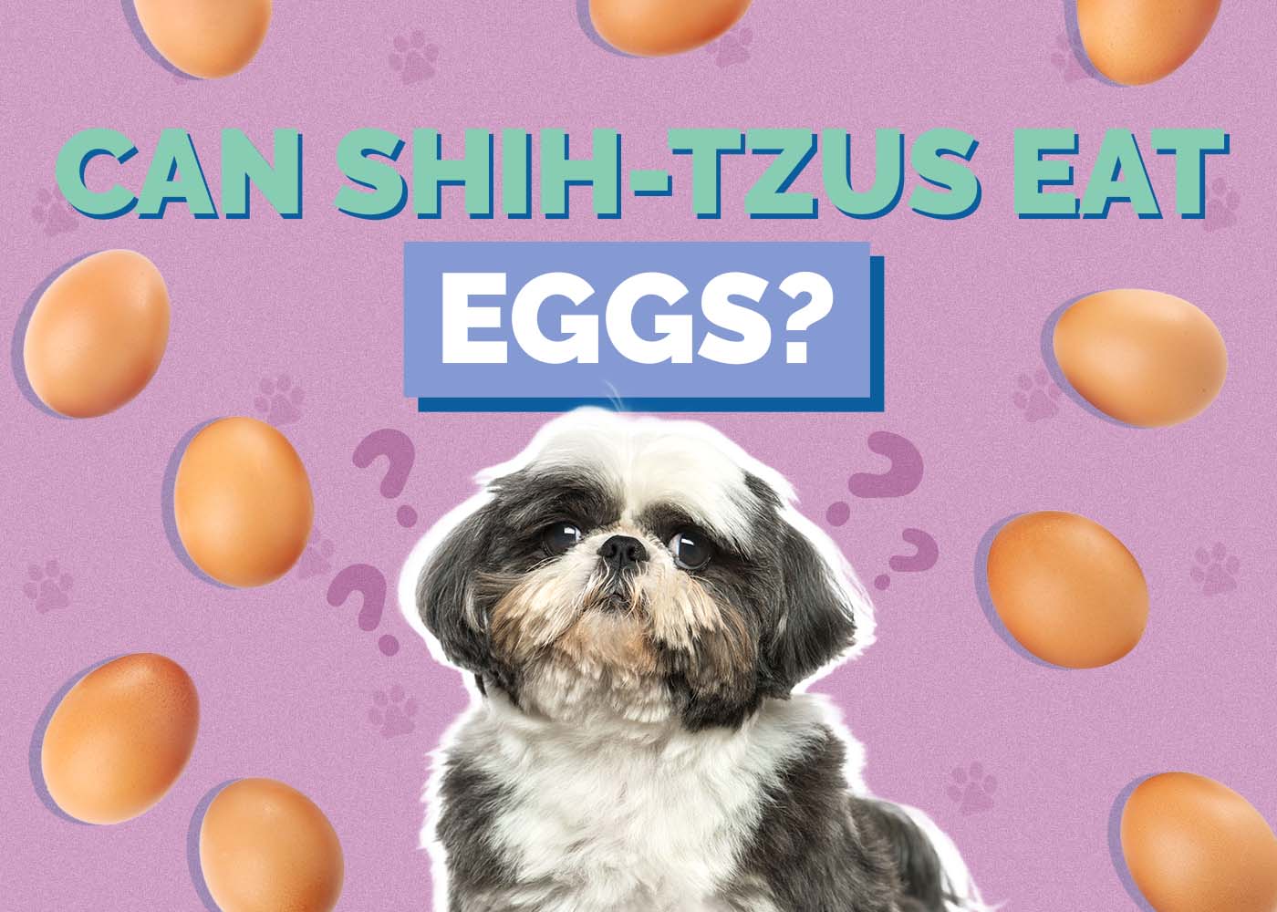 Can Shih Tzus Eat Eggs? Vet-Verified Facts and FAQ