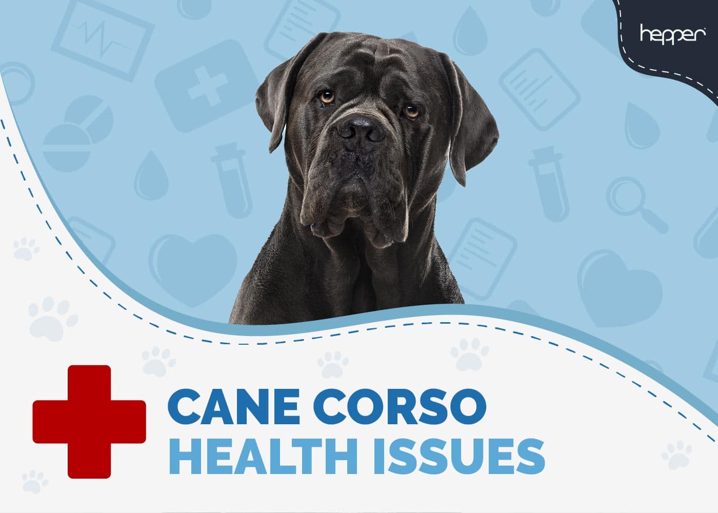 5 Vet-Verified Common Cane Corso Health Issues You Need To Watch For