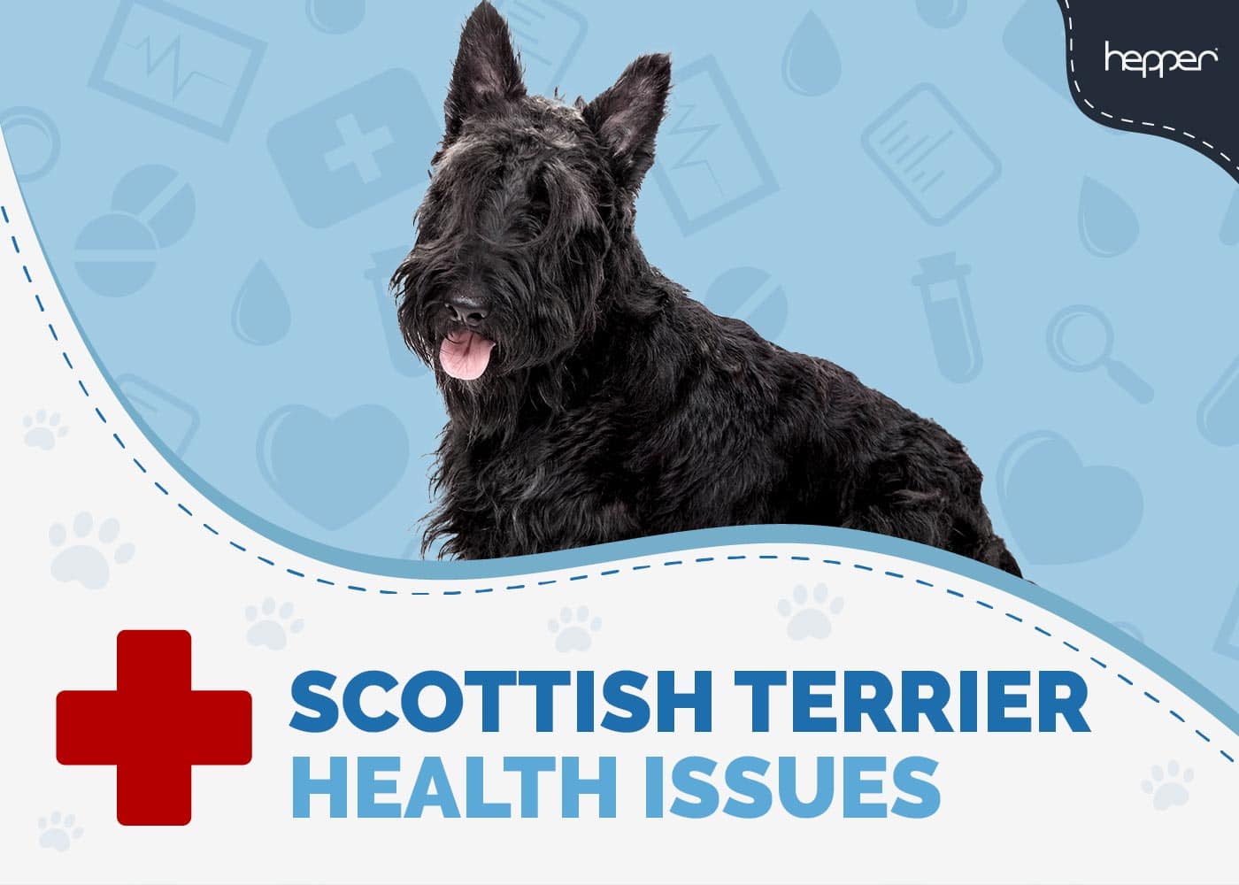 8 Scottish Terrier Health Issues to Watch For (Vet Answer)