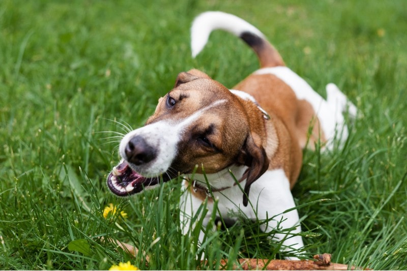 Jack Russell Terrie dog eating grass