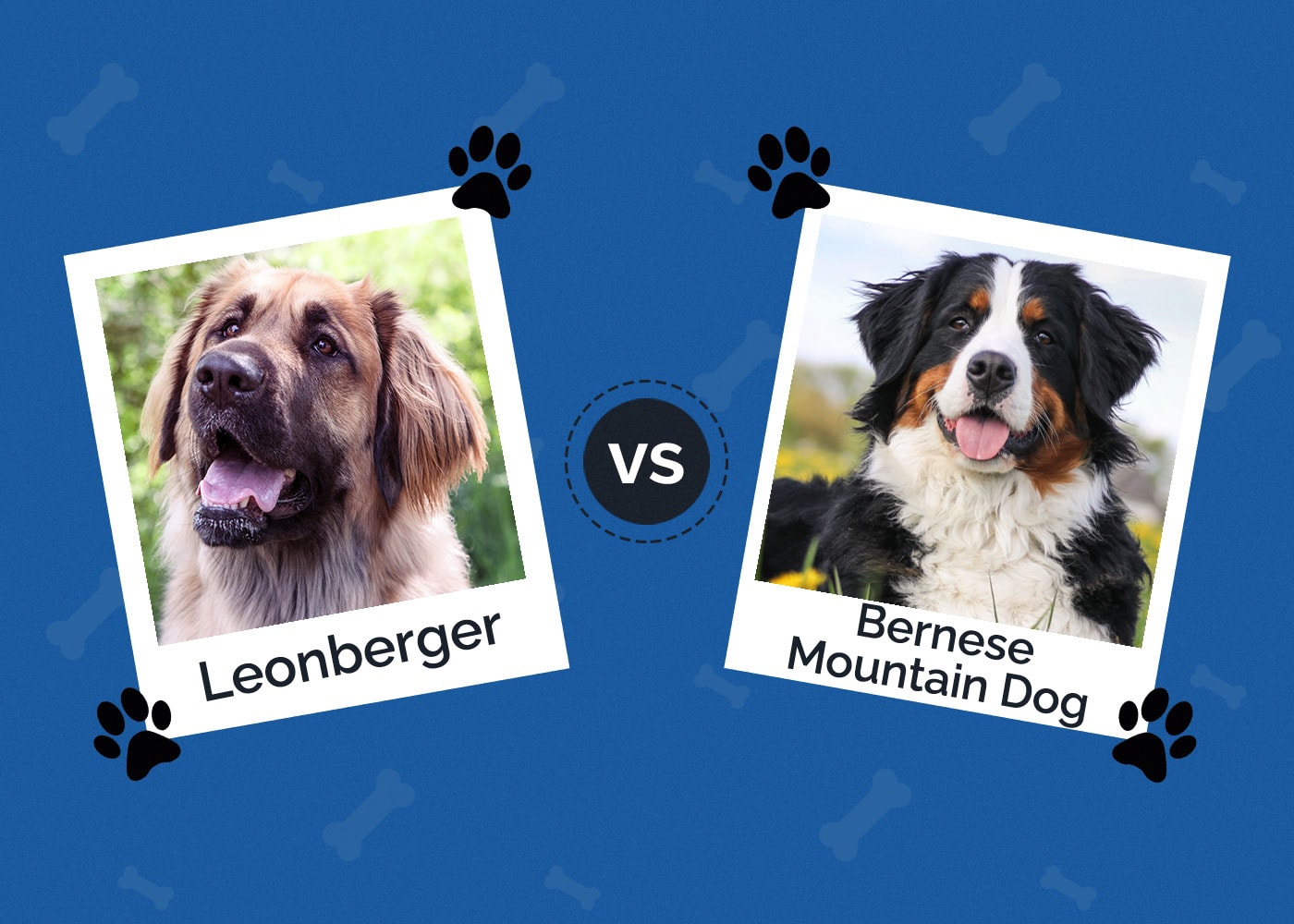 Leonberger vs Bernese Mountain Dog