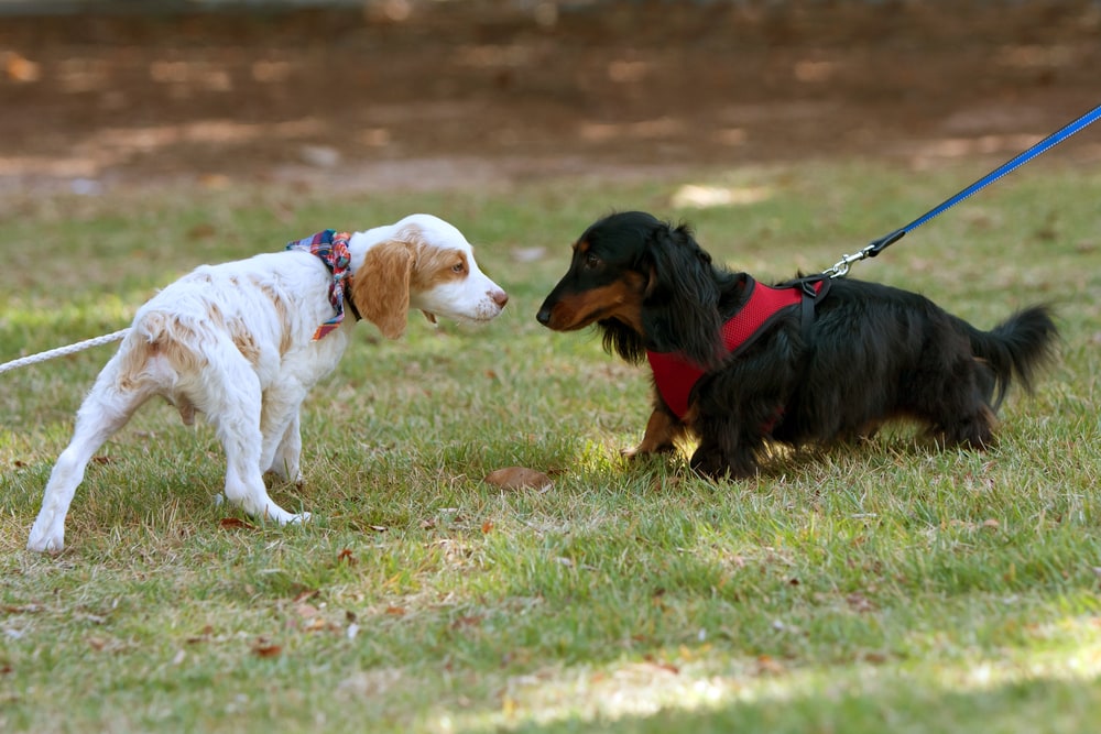 How Long Do Dachshunds Stay in Heat? Vet-Reviewed Care Facts