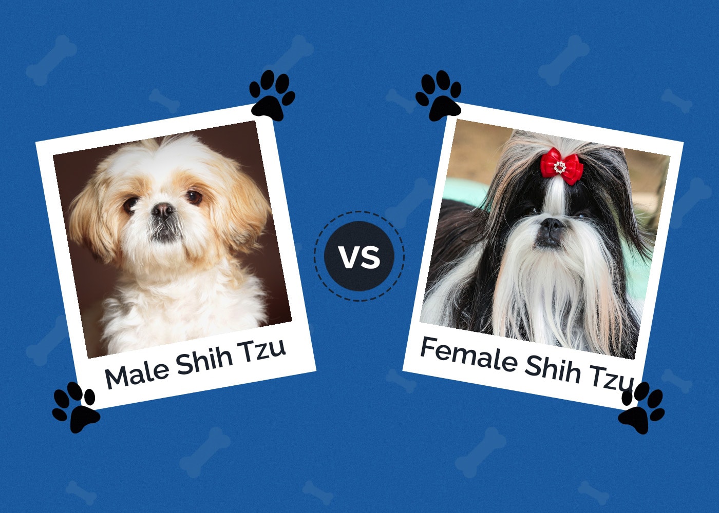 Male vs Female Shih Tzu: Which One Is Right for You?