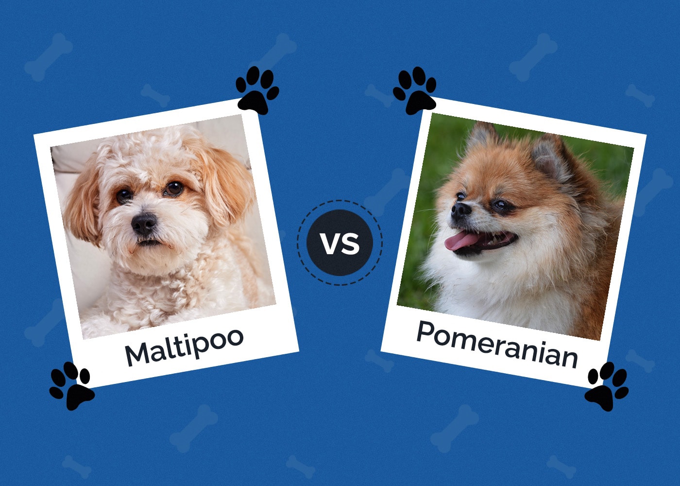 Maltipoo vs Pomeranian: How Do They Compare? (With Pictures)