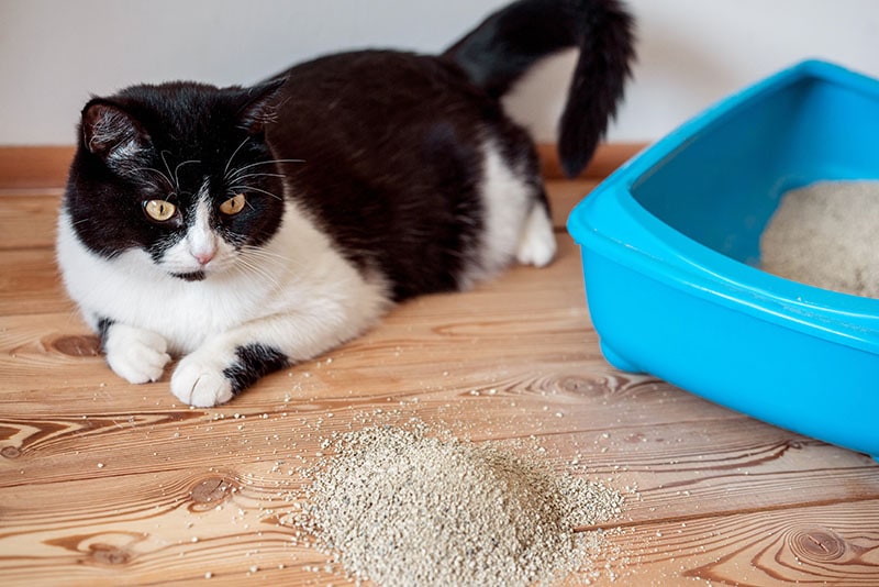 5 Surprising Reasons Why Your Cat Is Kicking Litter Out of the Box & Vet Approved Tips