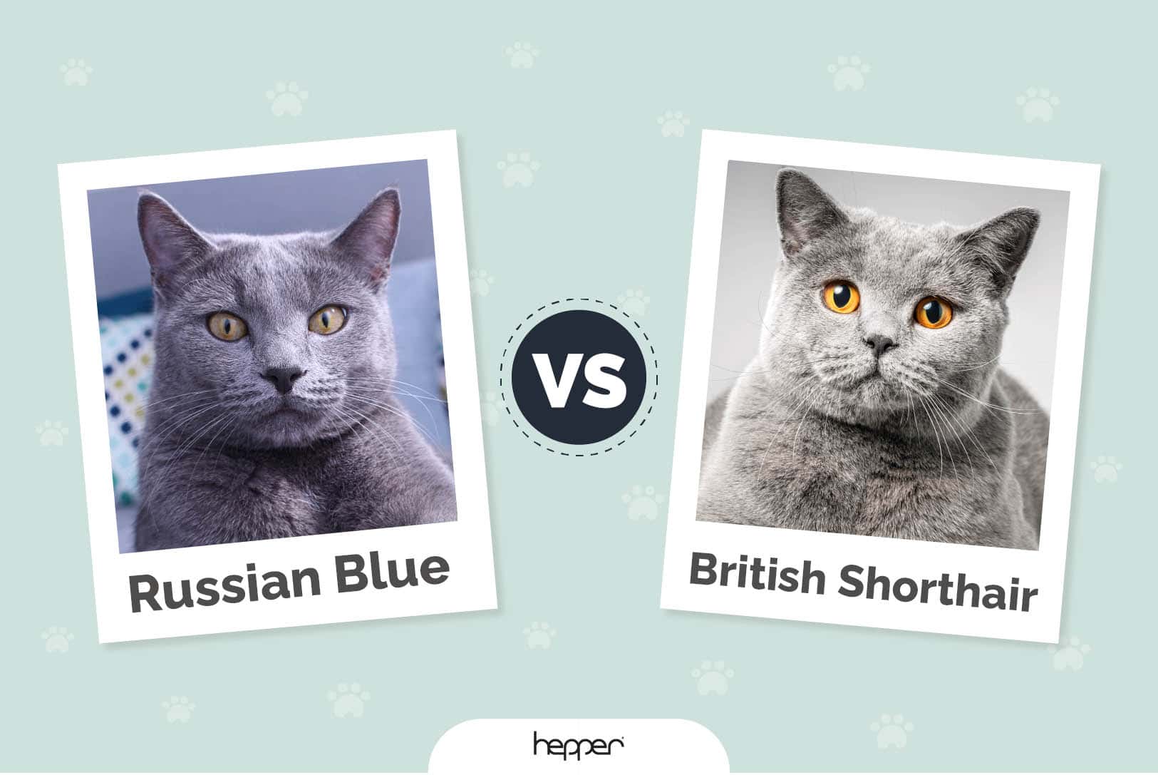 Russian Blue vs. British Shorthair: Differences Explained (With Pictures)