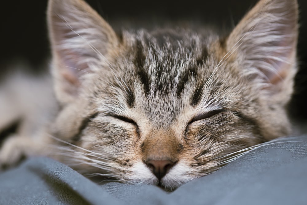 Savannah bengal cat sleeping