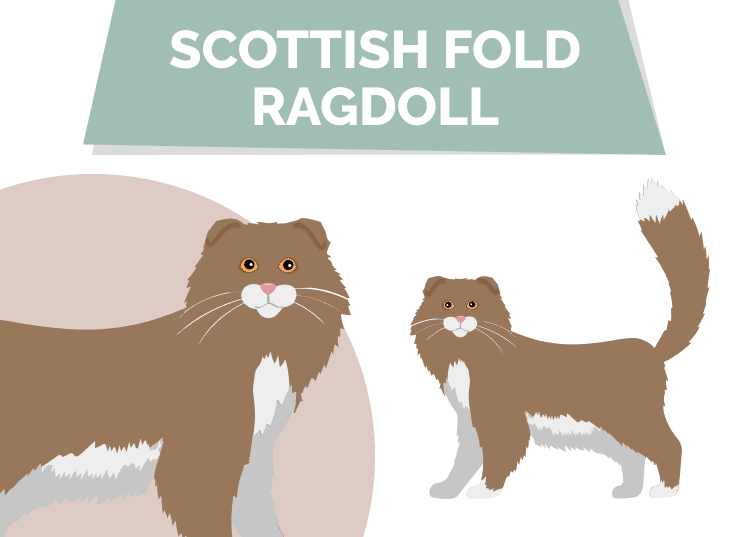 Scottish Fold Ragdoll Cat Mix: Pictures, Care Guide, Info & More
