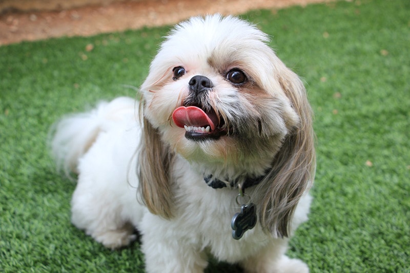 Shih Tzu Teething: How Long Does It Going to Take & Tips