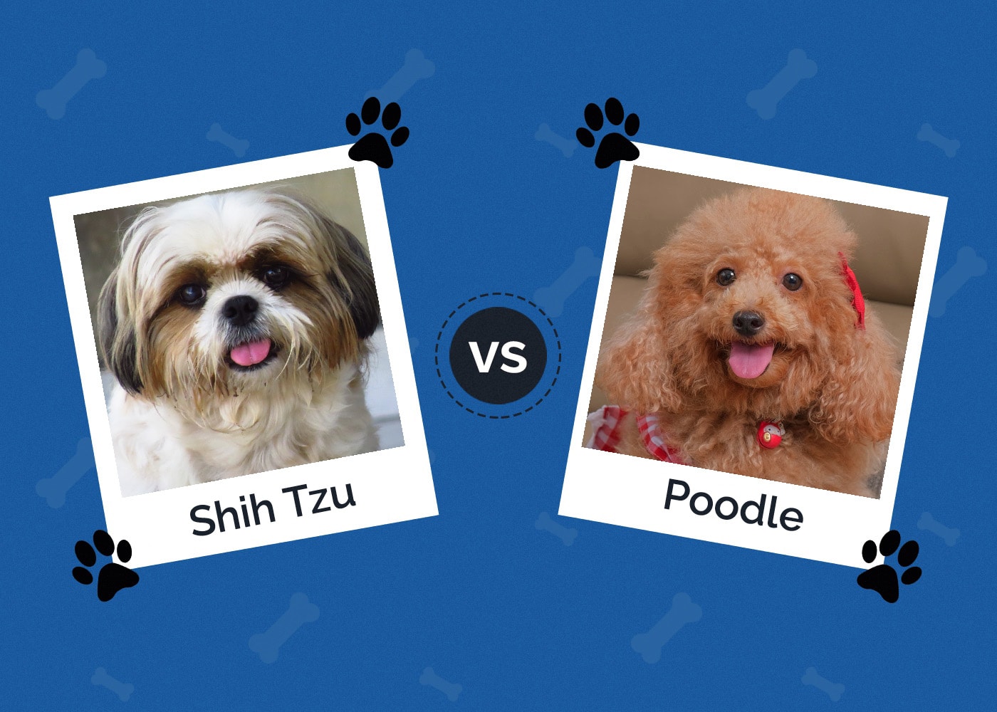 Shih Tzu vs. Poodle: Which One is Right for Me? (With Pictures)