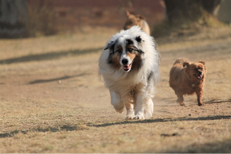 Top 8 Off-Leash Dog Parks in Washington, DC (2026 Update): Capital City Dog Spots