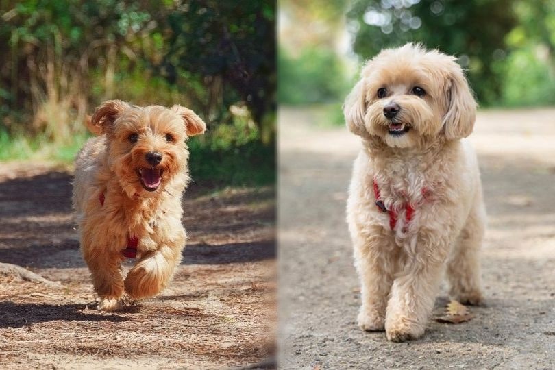 Yorkie Maltipoo: Info, Pictures, Temperament & Traits