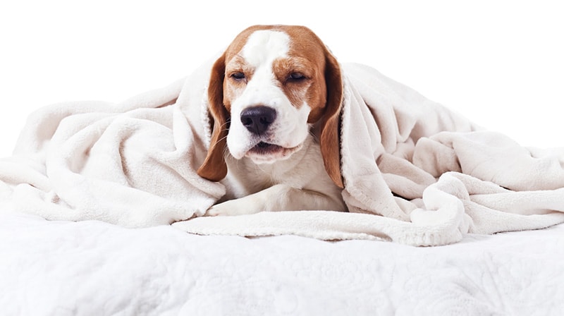 Why Is My Dog Coughing: 7 Typical Reasons (Vet Answer)