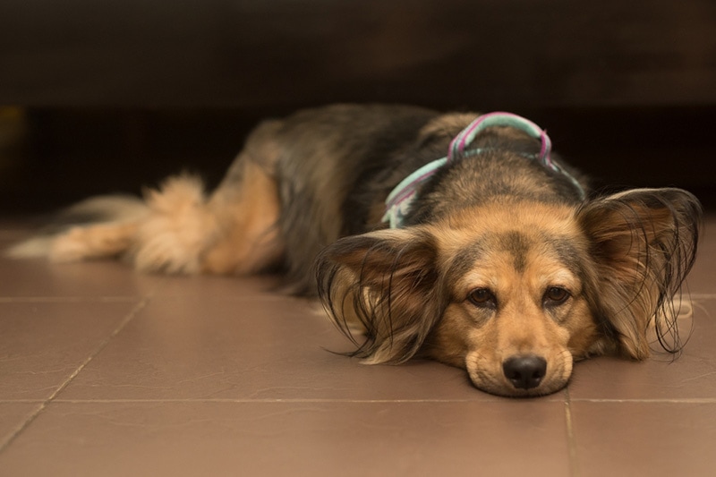 a sick dog with tick-borne disease