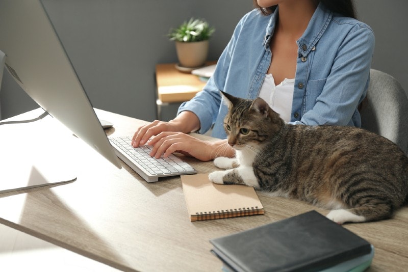 How to Care for My Cat While Working Full Time: 9 Vet-Verifieed Tips