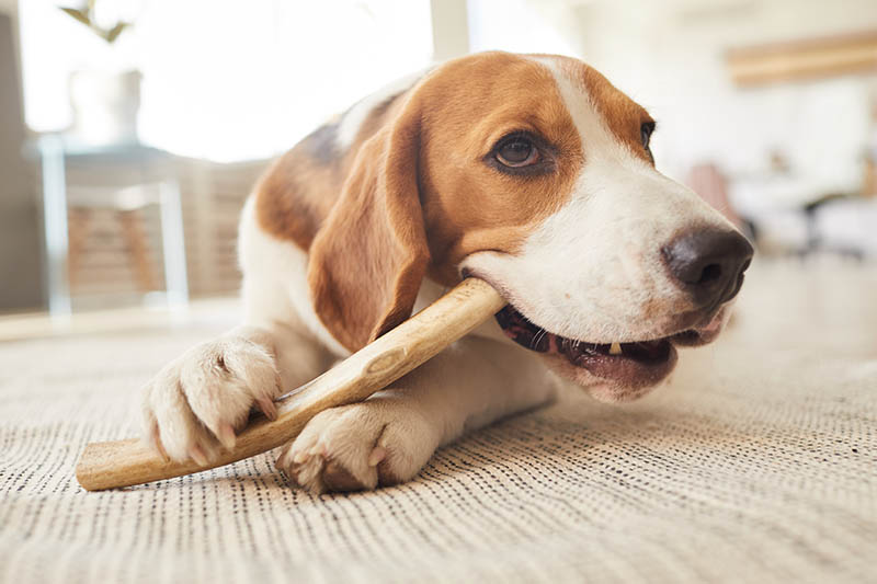 How to Soften Deer Antlers for Dogs: 3 Expert Tips & FAQ
