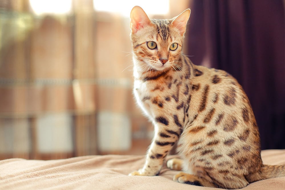 12 Exotic Cat Breeds You Can Keep as Pets (With Info & Pictures)