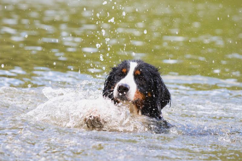 bernerse mountain dog swimming on a beautiful spring day