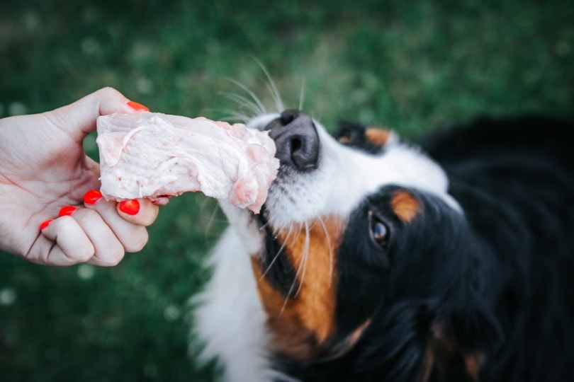 What Bones Can I Feed My Dog? 5 Preferred Options