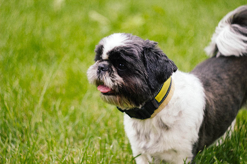How to Train Shih Tzus: 6 Proven Tricks