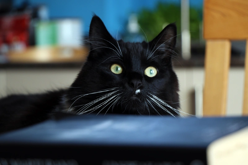 black ragdoll cat