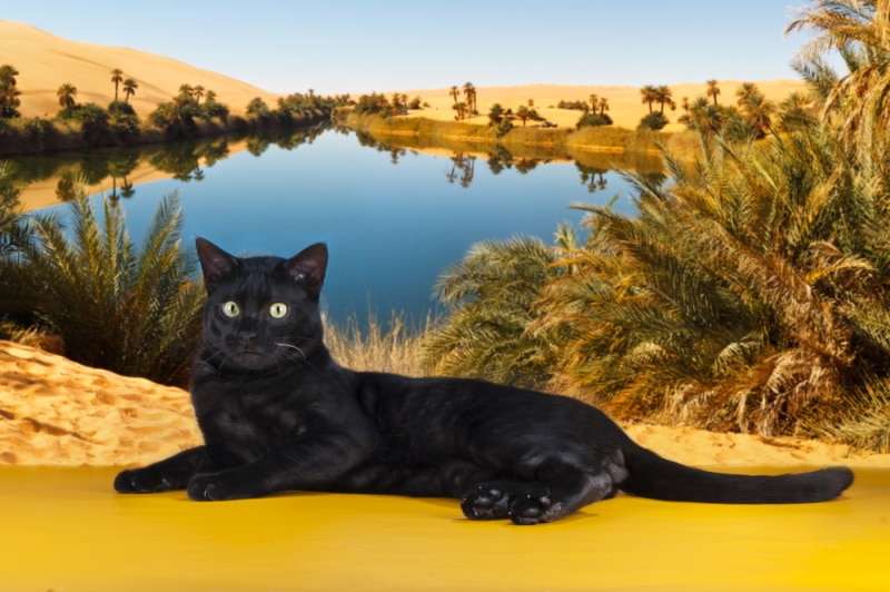 Black Savannah Cat: Info, Pictures, Origin & History