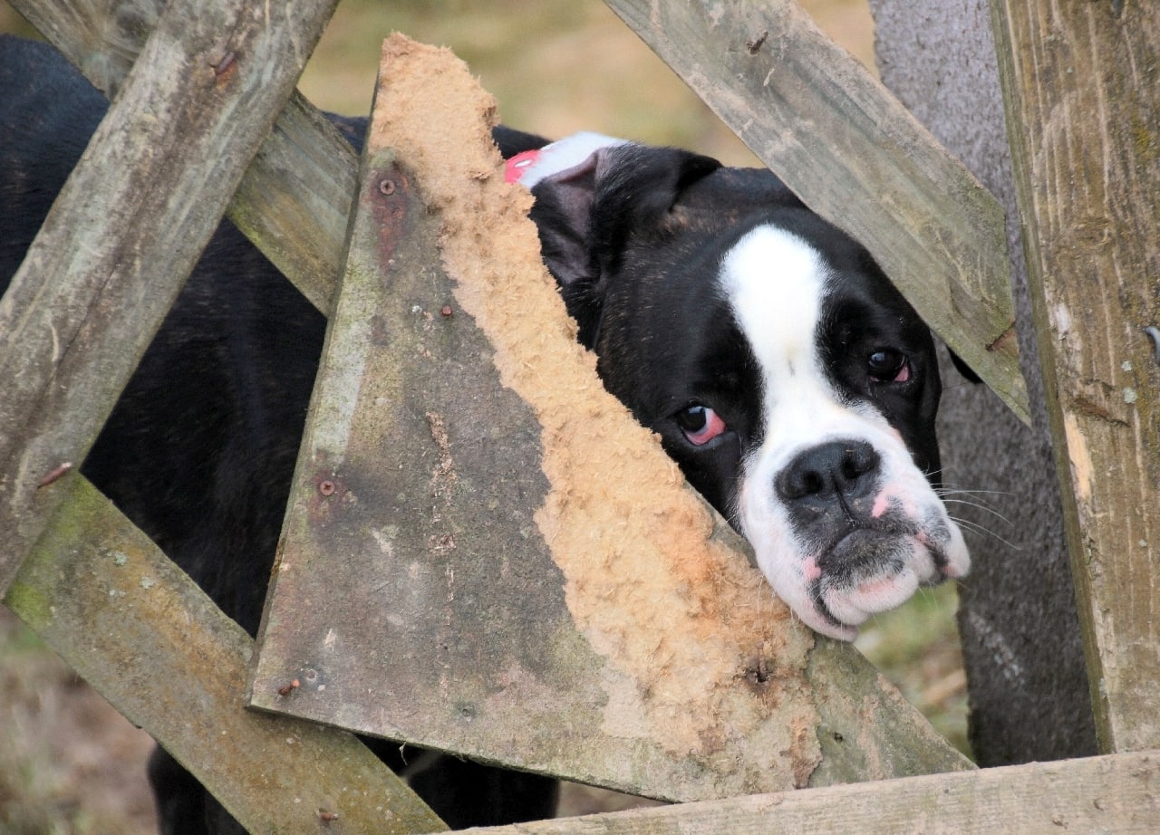 Is Cherry Eye in Boston Terriers Common? Vet-Reviewed Precautions & FAQ
