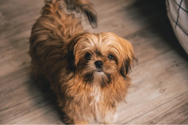 Can a Shih Tzu Be Left Alone? 6 Vet-Approved Tips To Make Them Feel Comfortable