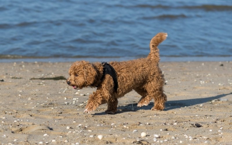 brown female Maltipoo dog walking on the beach