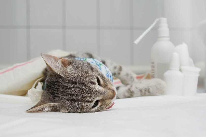 Cat Spaying Procedure: Vet-Reviewed Facts & Risks