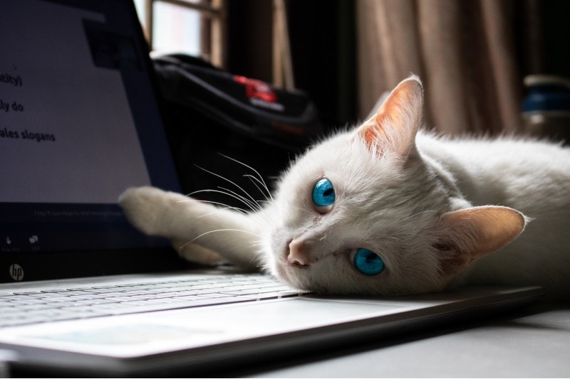 What Is Cat Mirroring? Vet-Approved Behavior Explanation