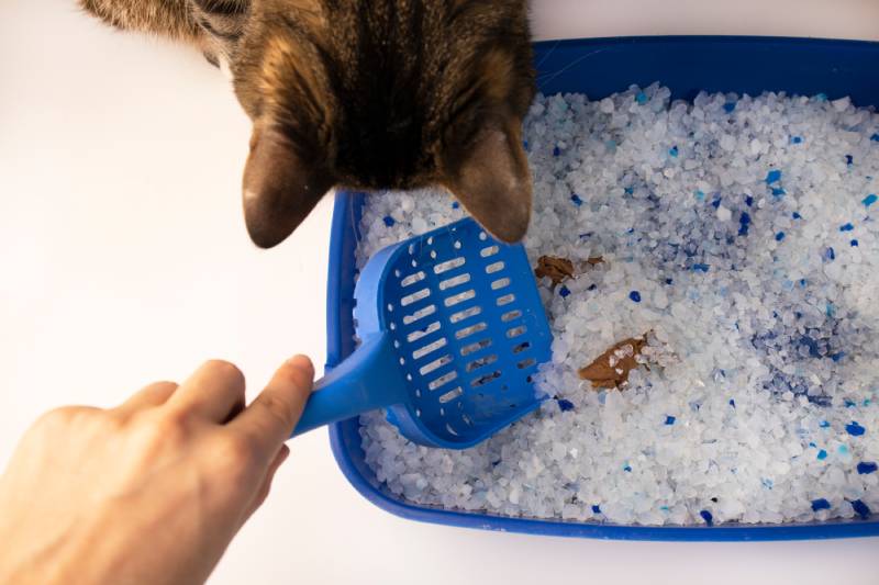 What To Do If My Cat Has Blood in Its Stool? Vet-Approved Causes & Solutions