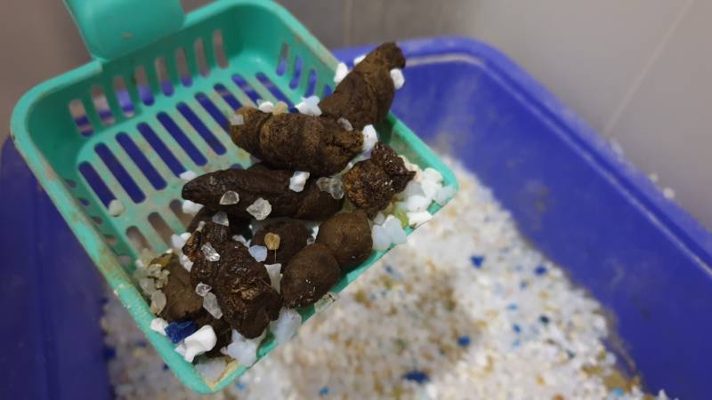 Cat Poop Chart: Vet-Approved Color & Consistency Guide