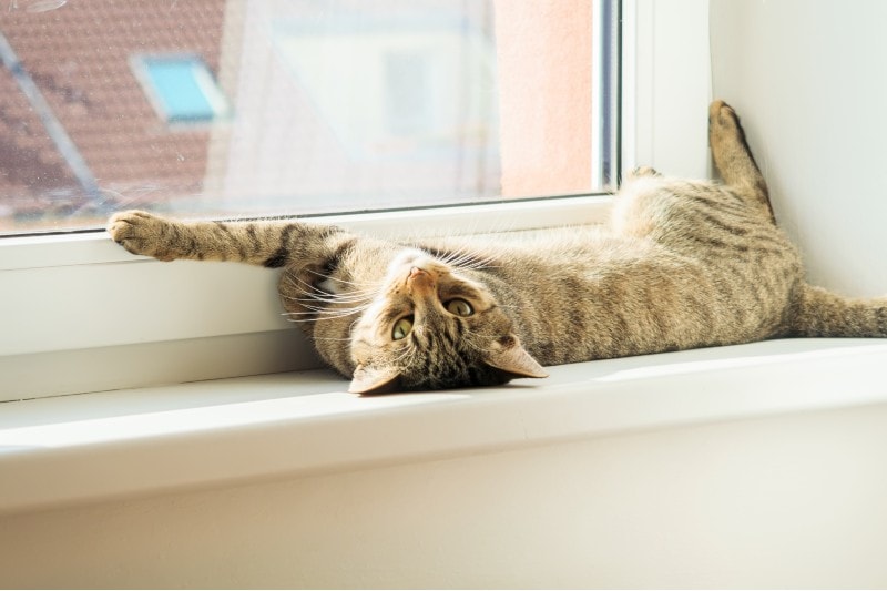 Are Indoor Cats Happy? 6 Ways to Entertain & Enrich Them