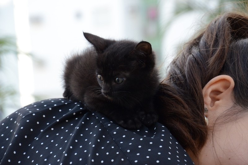 5 Reasons Why Your Cat Sits on Your Shoulder The Surprising Answer!