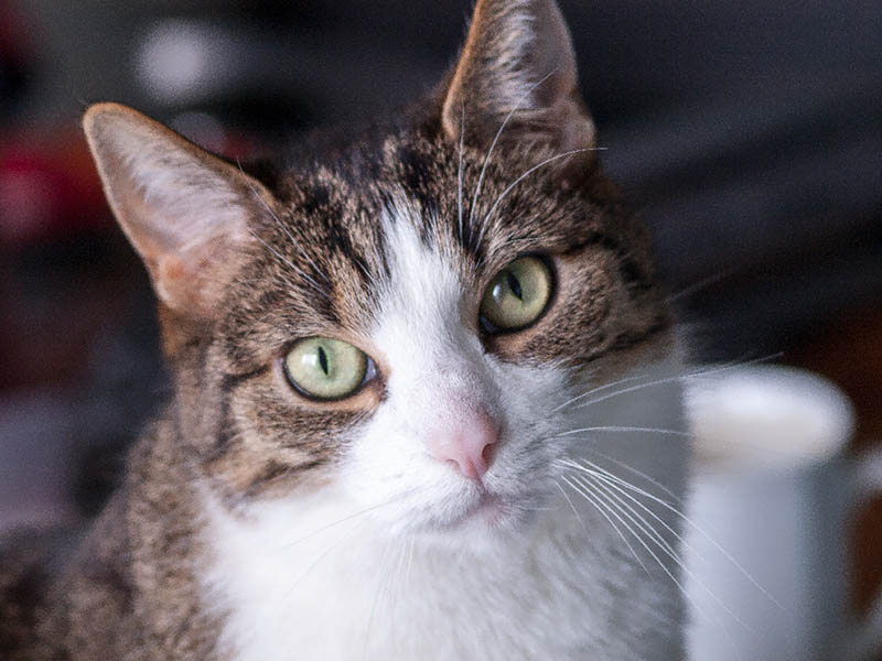 9 Reasons Why Your Cat's Nose Is Changing Color: Vet Reviewed Answer