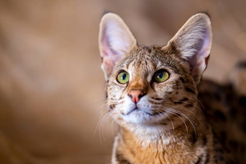 6 Foods Toxic to Cats: Vet-Verified Info & Treatment Options