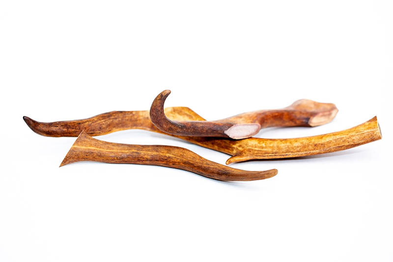 Can You Give Your Dog an Antler? Learn About Safe Dog Treats!
